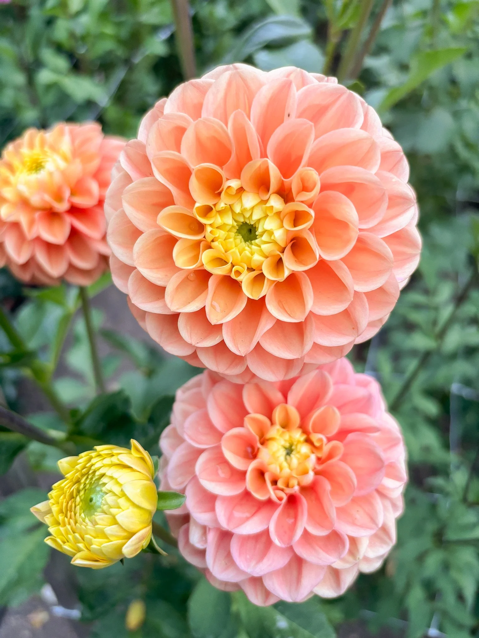 Dahlia : Oh Honey! — ciderpress lane